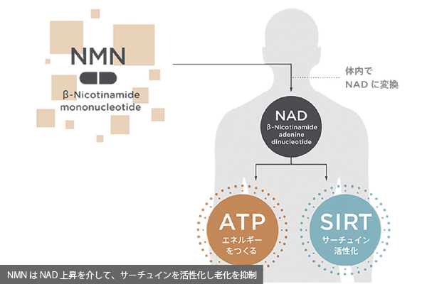 NMN（ニコチンアミドモノヌクレオチド）